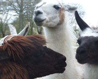 Stephanie Dagg is a writer and book reviewer who lives in England with her family and her llamas. I'm all for a book reviewer who gives me the opportunity to post a picture of llamas!